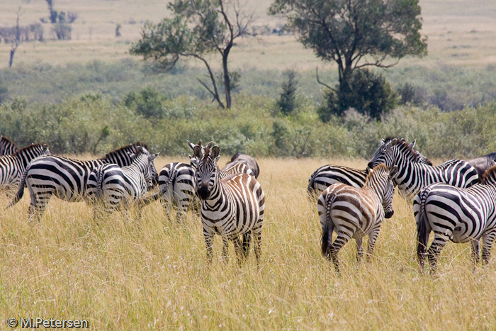 Zebras - Masai Mara