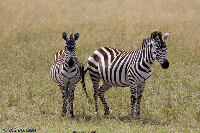 Zebras - Masai Mara