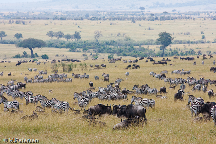 Zebra- und Gnuherden - Masai Mara