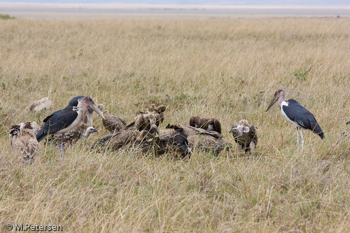 Geier und Marabus - Masai Mara