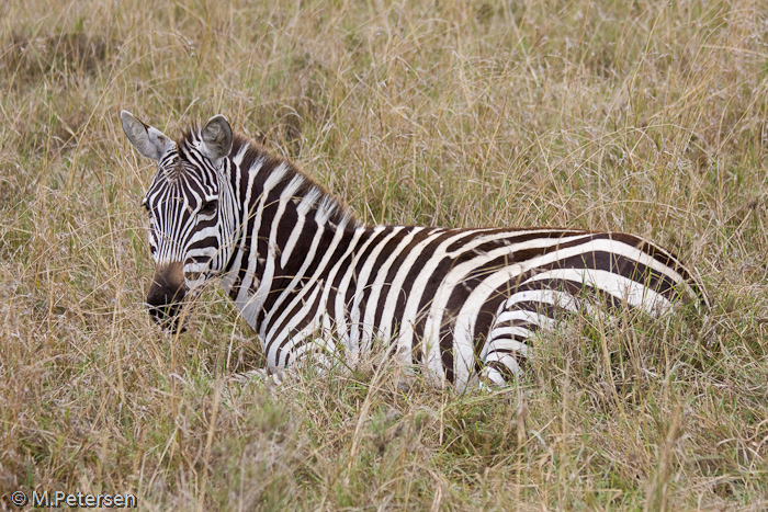 Zebra - Masai Mara