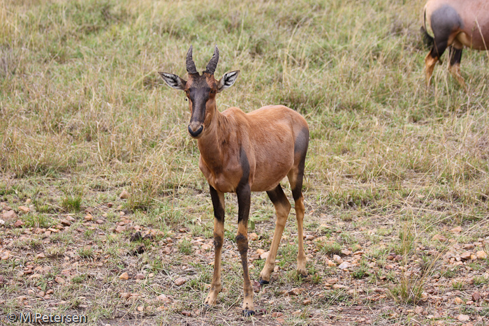 Topi - Masai Mara