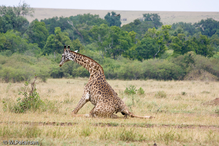 Giraffe - Masai Mara