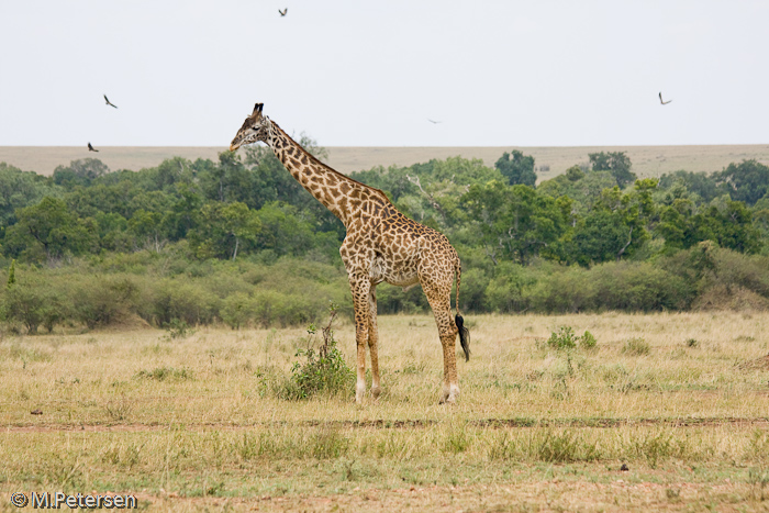 Giraffe - Masai Mara