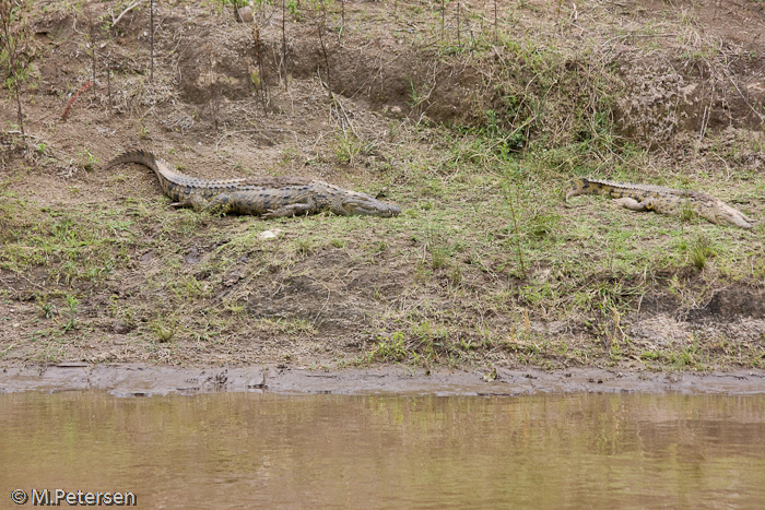 Krokodile am Mara Fluss - Masai Mara