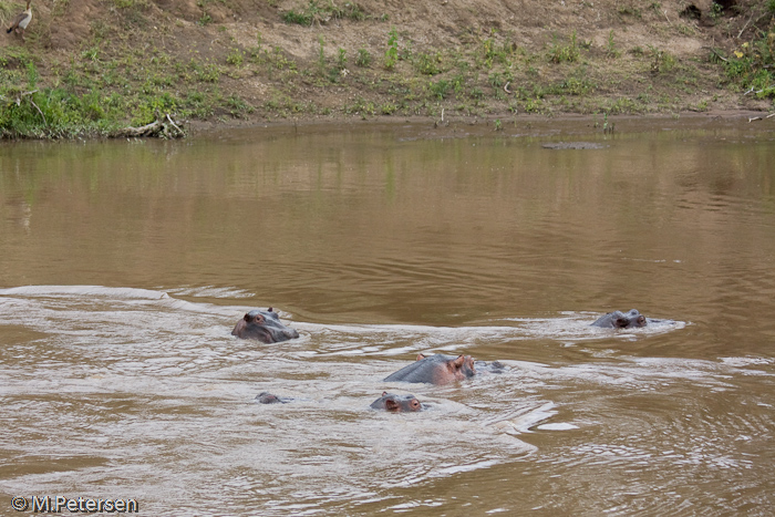 Flusspferde im Mara Fluss - Masai Mara