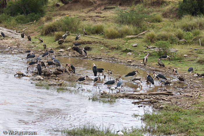 Geier und Marabus am Mara Fluss - Masai Mara