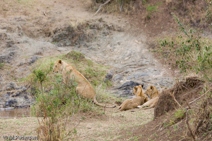 Löwen am Mara Fluss - Masai Mara