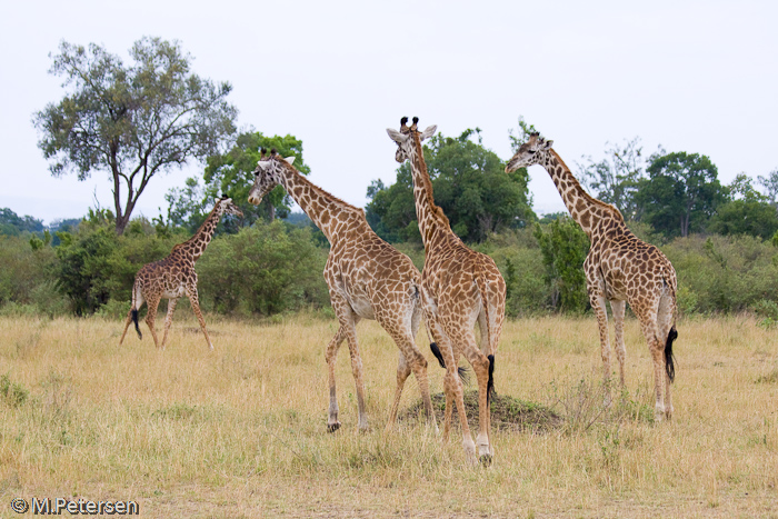 Giraffen - Masai Mara 