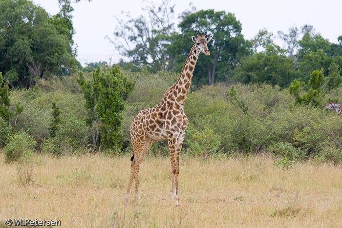 Giraffe - Masai Mara