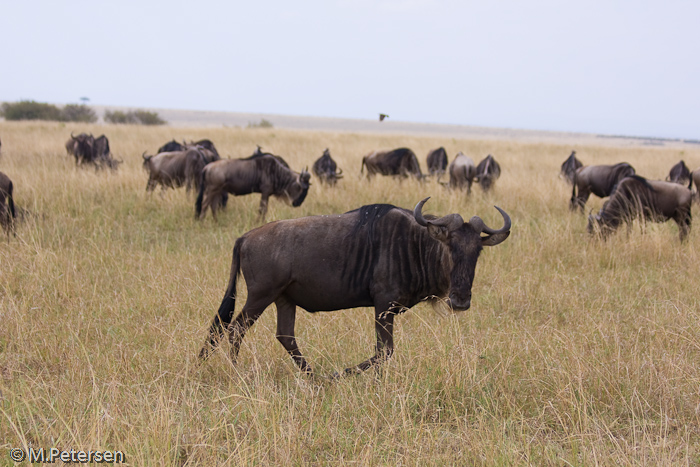 Gnuherde - Masai Mara