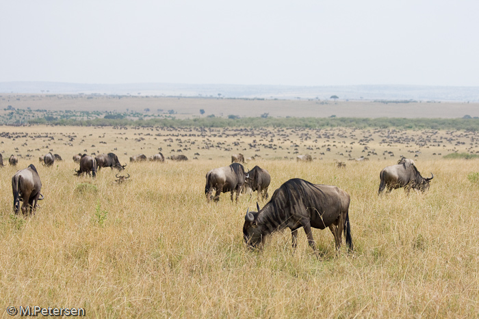 Gnuherde - Masai Mara