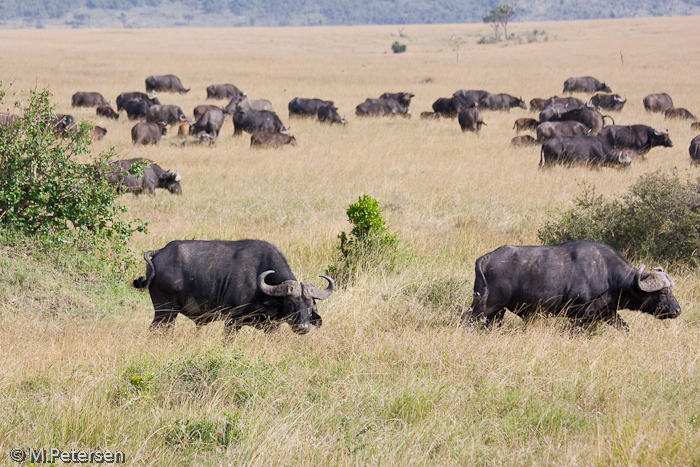 Büffelherde - Masai Mara