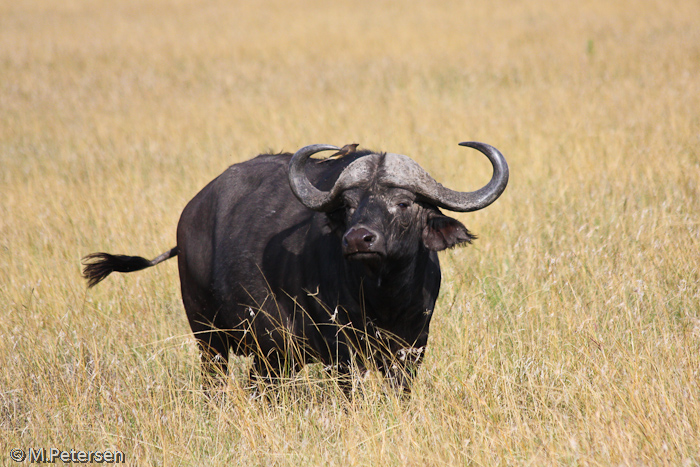 Büffel - Masai Mara