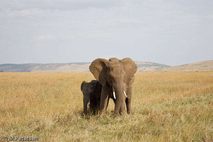 Elefant mit Jungtier - Masai Mara