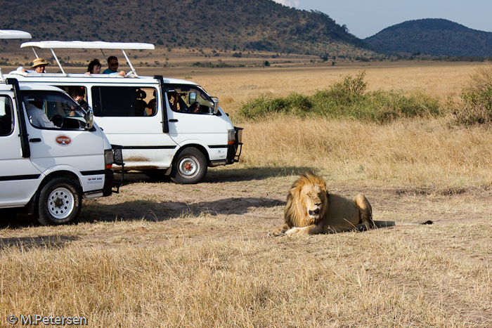 Löwe - Masai Mara 