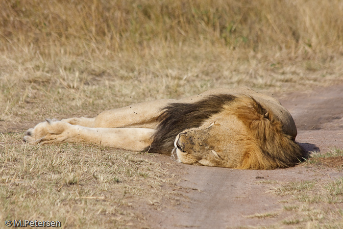 Löwe - Masai Mara 