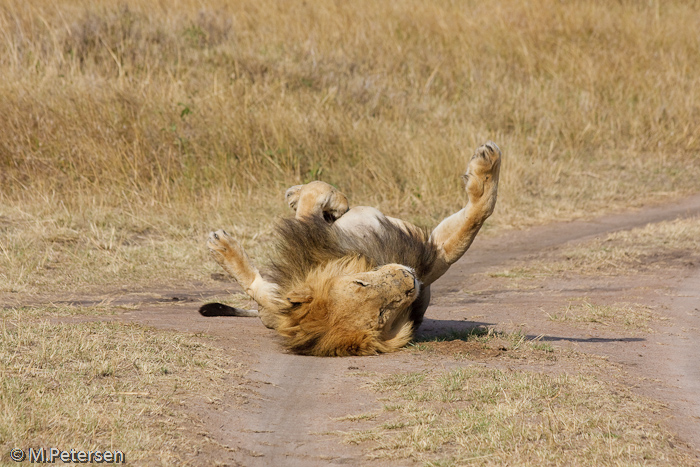 Löwe - Masai Mara 