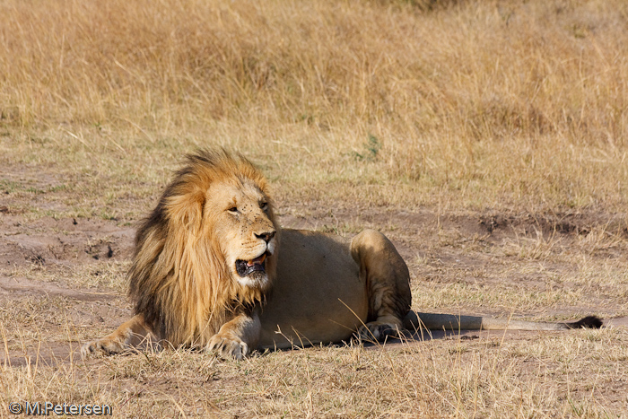 Löwe - Masai Mara 