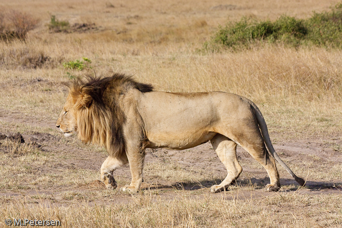 Löwe - Masai Mara 