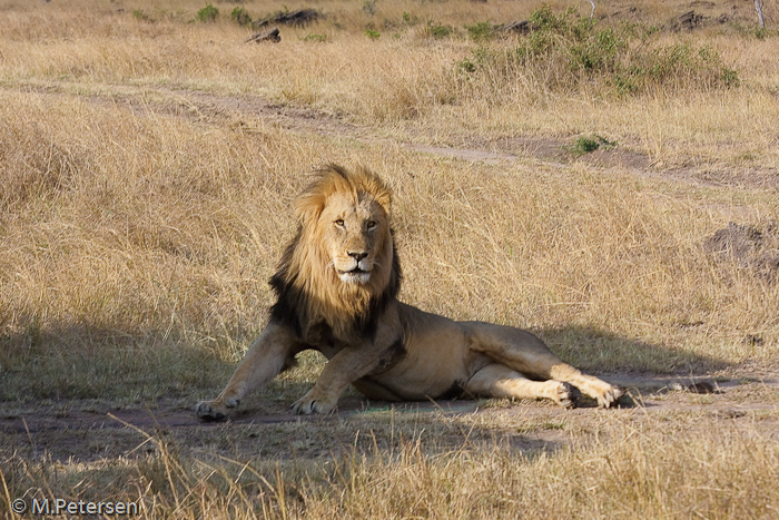 Löwe - Masai Mara 