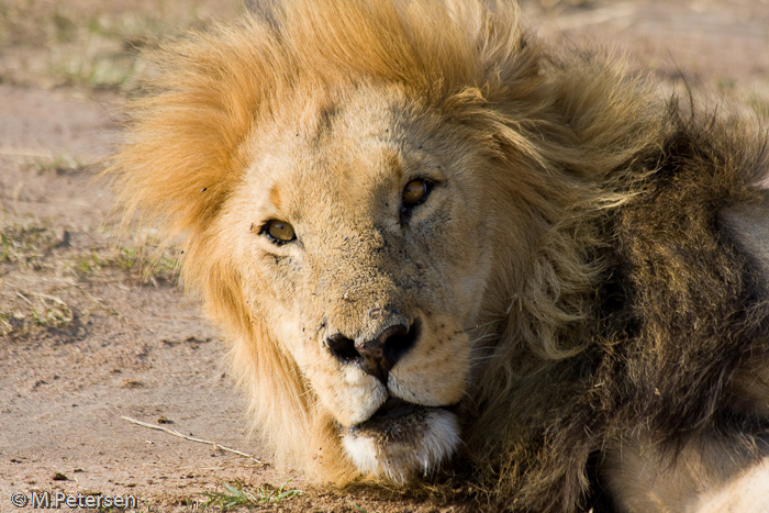 Löwe - Masai Mara 