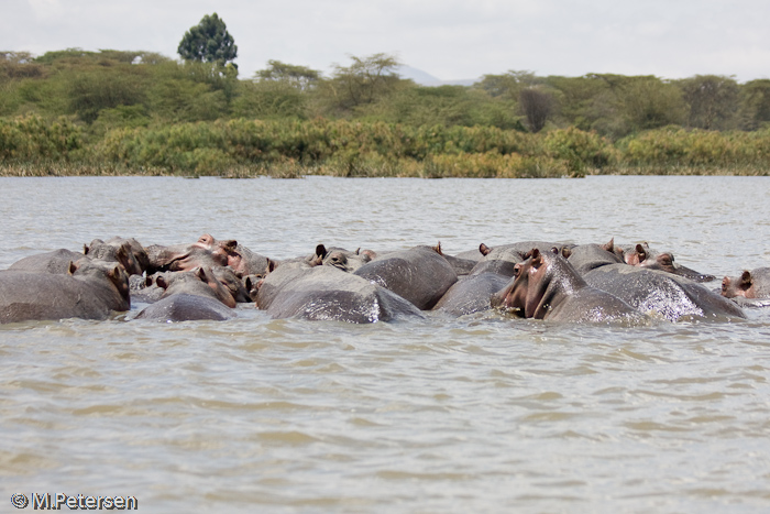 Flusspferde - Lake Naivasha