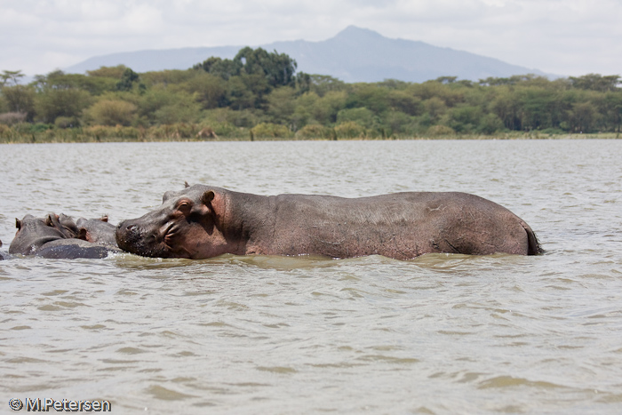 Flusspferde - Lake Naivasha 