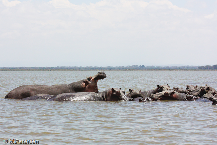 Flusspferde - Lake Naivasha