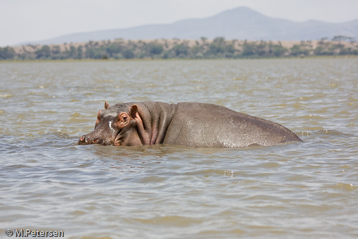 Flusspferd - Lake Naivasha