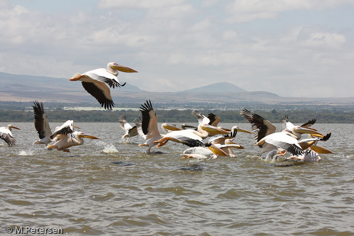 Pelikane - Lake Naivasha