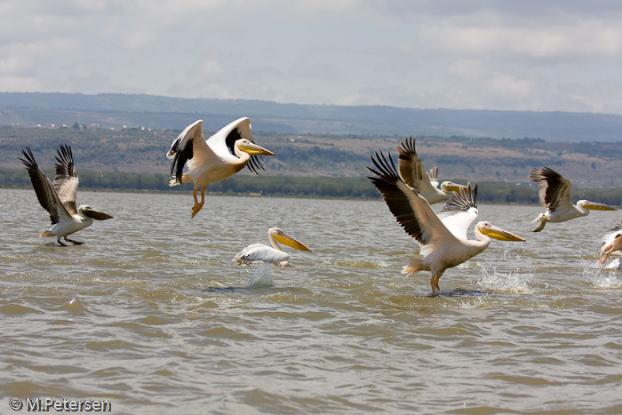 Pelikane - Lake Naivasha