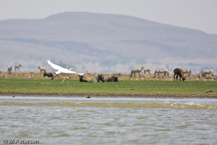 Tiere am Ufer - Lake Naivasha