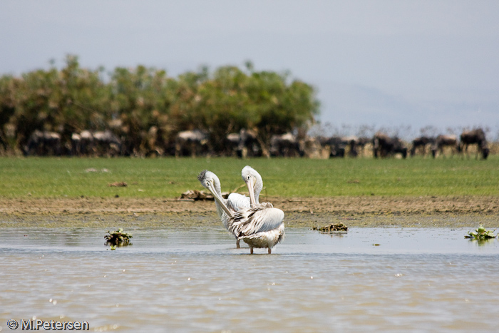 Pelikane - Lake Naivasha