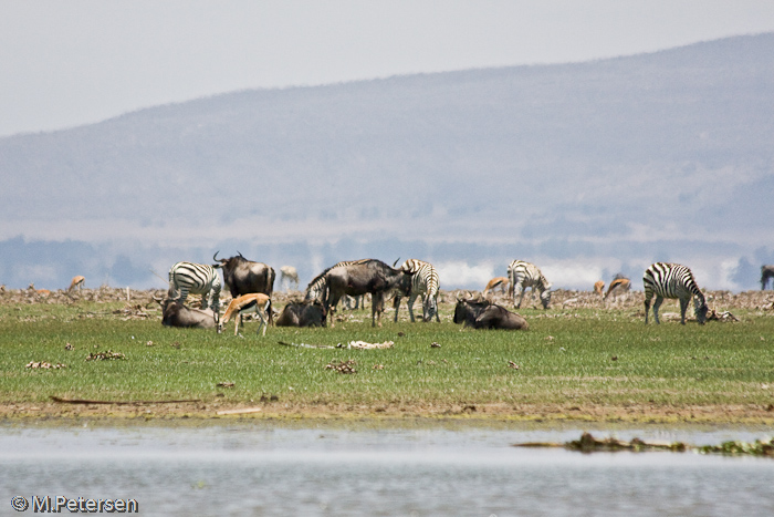 Tiere am Ufer - Lake Naivasha