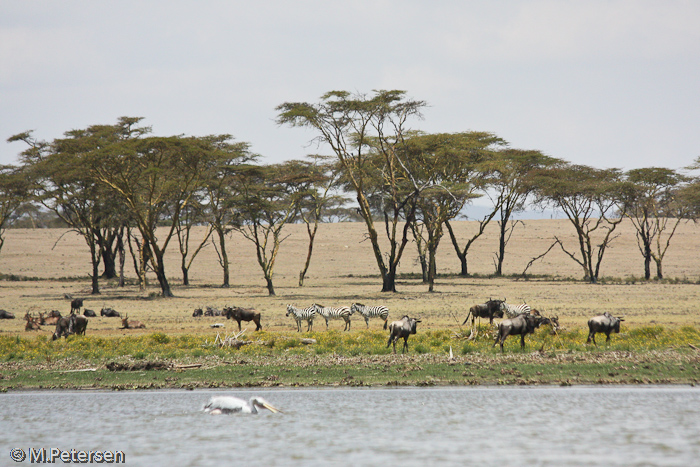 Tiere am Ufer - Lake Naivasha