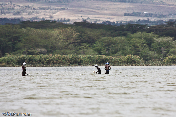 Fischer - Lake Naivasha