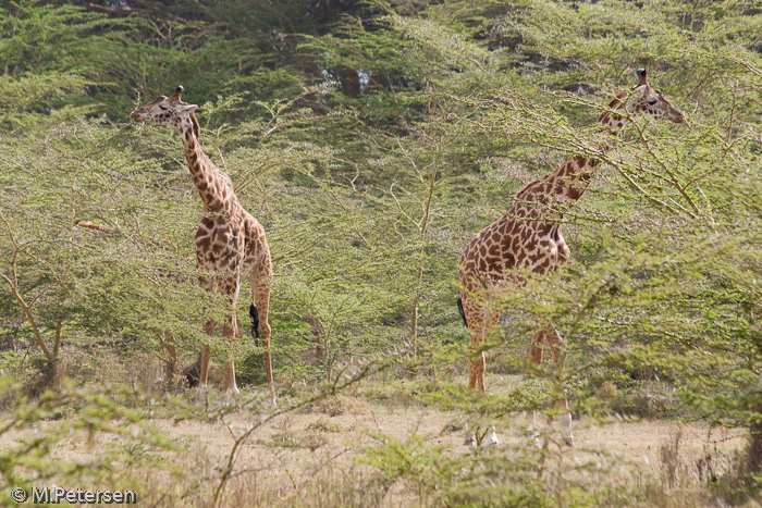 Giraffen - Lake Naivasha