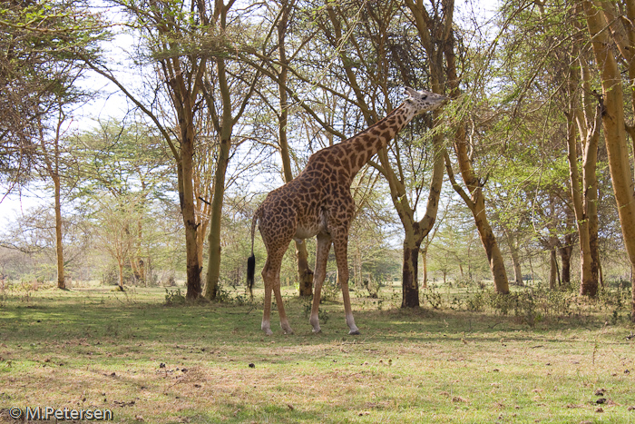 Giraffe - Lake Naivasha