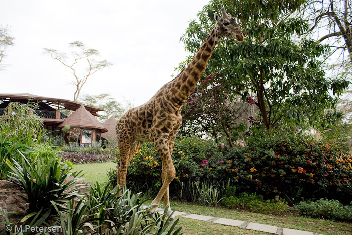 Hausgiraffe der Lake Naivasha Sopa Lodge - Lake Naivasha