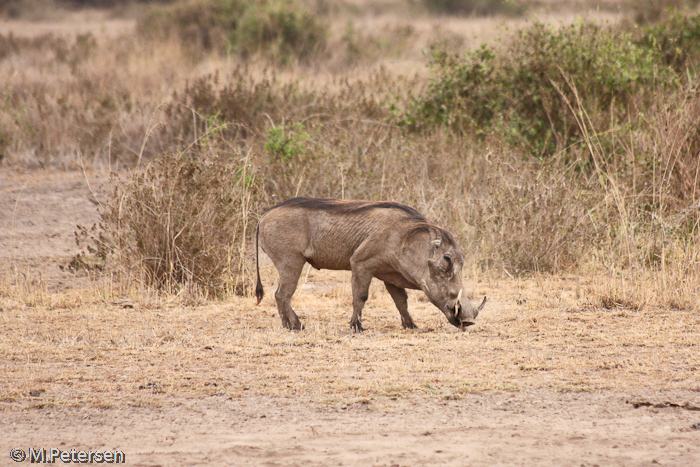 Warzenschwein - Amboseli Nationalpark