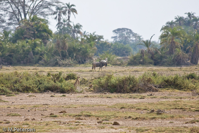 Gepard - Amboseli Nationalpark