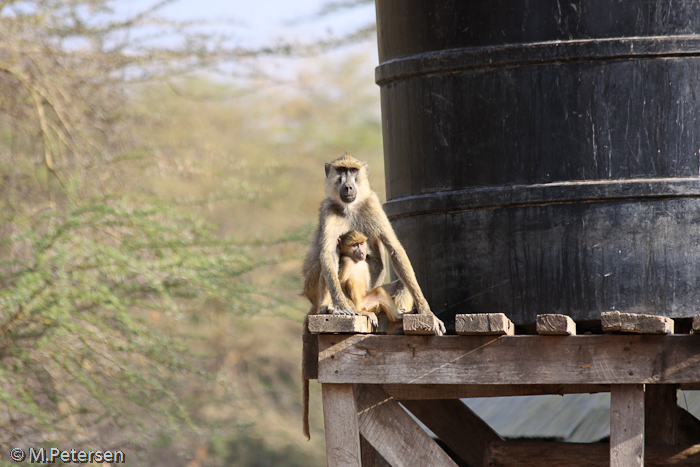 Affen - Amboseli Nationalpark