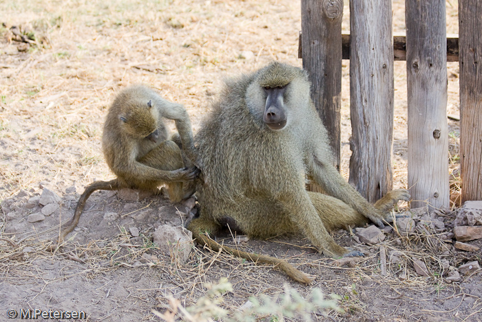 Affen beim Lausen - Amboseli Nationalpark