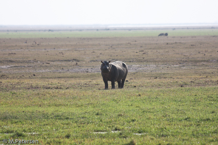 Flusspferd - Amboseli Nationalpark