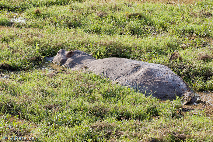 Flusspferd - Amboseli Nationalpark