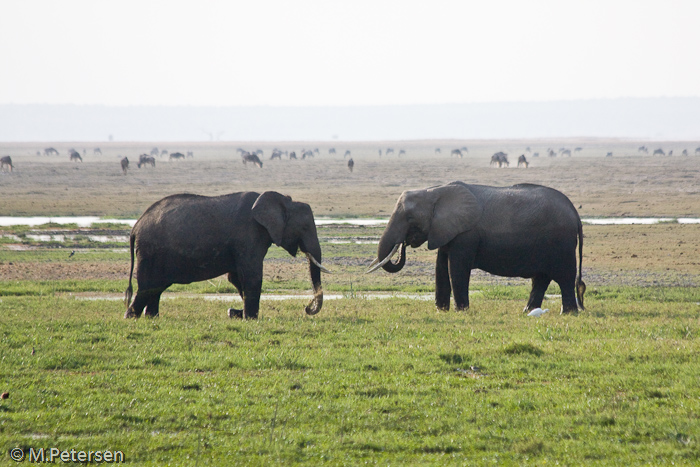 Elefanten - Amboseli Nationalpark