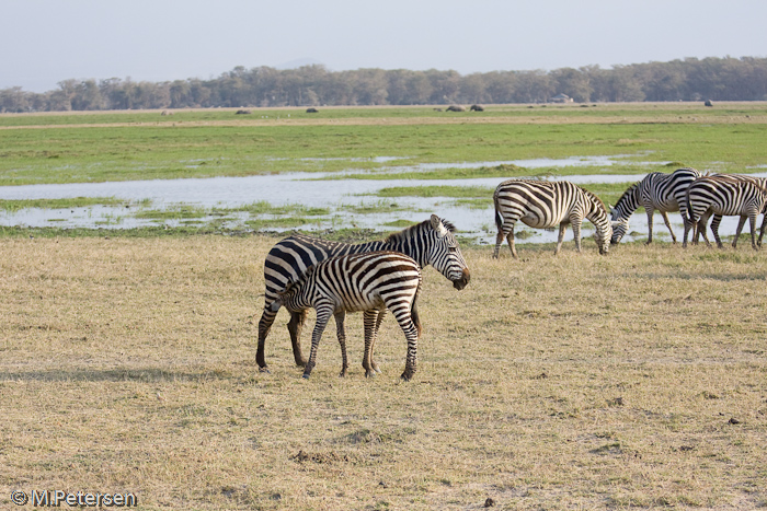 Zebras - Amboseli Nationalpark 