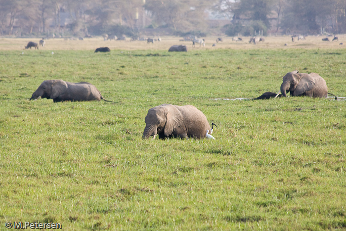 Elefanten - Amboseli Nationalpark