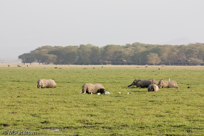 Elefanten - Amboseli Nationalpark